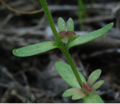 Image of hairy purslane speedwell