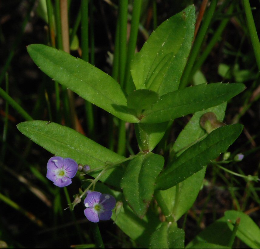 Image of Marsh Speedwell