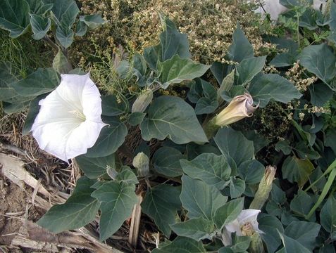 Image de Datura wrightii Hort. ex Regel