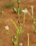 Image de Nicotiana acuminata var. multiflora (Philippi) Reiche