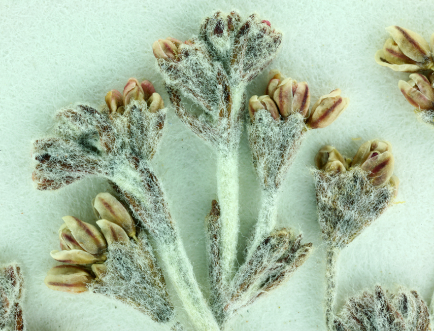 Image of Temblor buckwheat