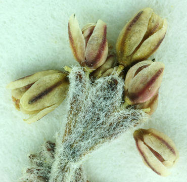Image of Temblor buckwheat