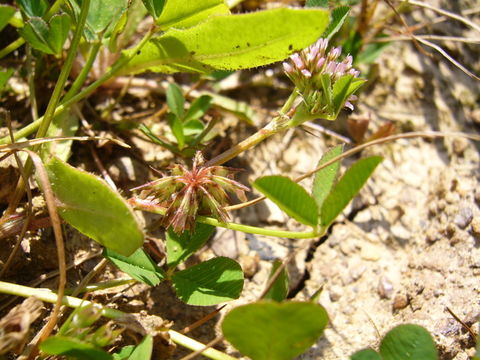 Image of nodding clover