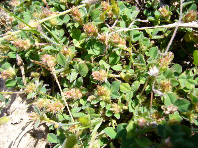 Image of knotted clover