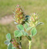 Image of knotted clover