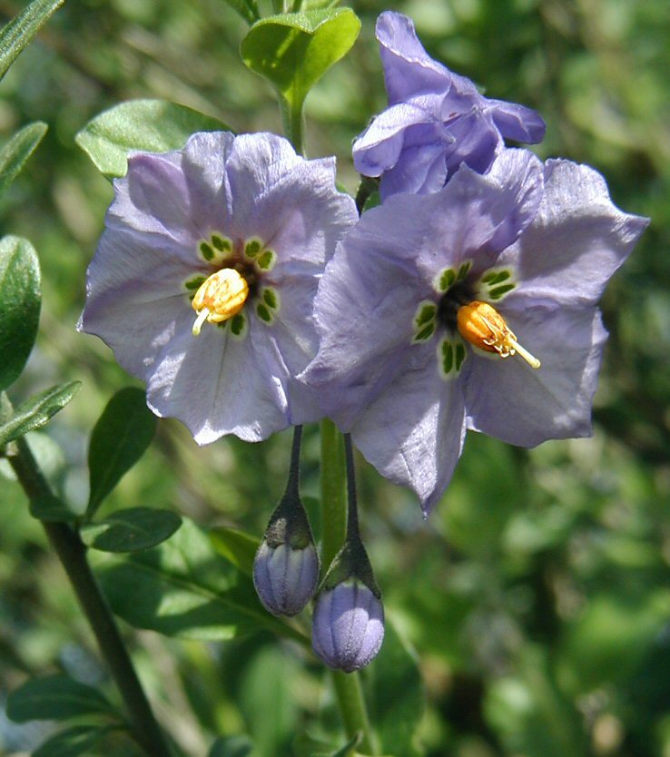 Imagem de Solanum umbelliferum Eschsch.