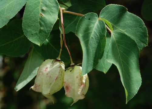 Image de Staphylea bolanderi A. Gray