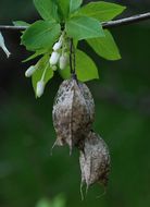 Image of Sierra bladdernut