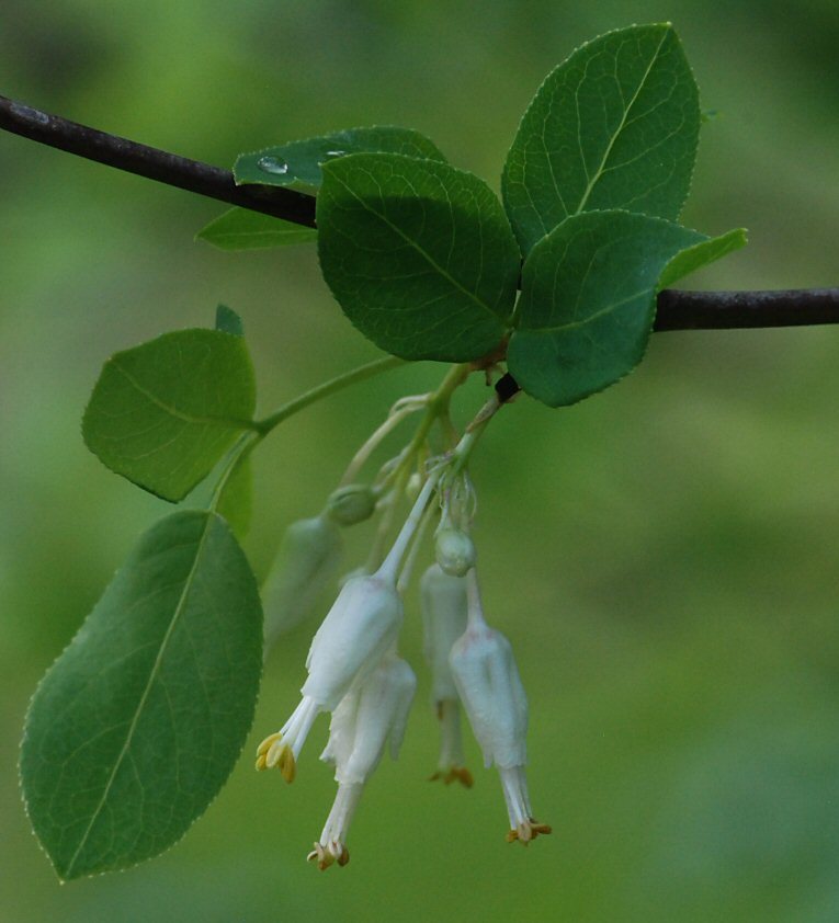 Image of Sierra bladdernut