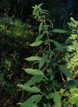 Image of <i>Urtica dioica</i> ssp. <i>holosericea</i>