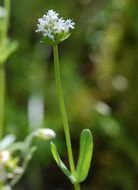 Image of <i>Plectritis macrocera</i>