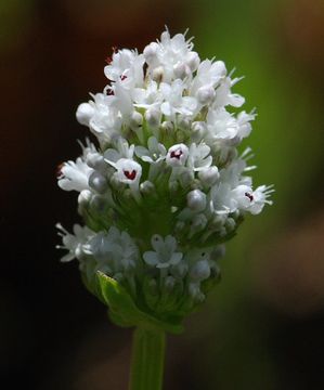 Image of <i>Plectritis macrocera</i>