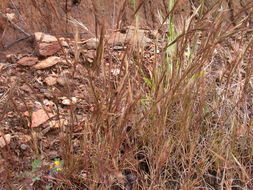 Aristida adscensionis L. resmi