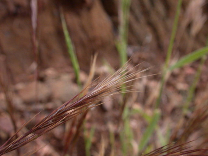 Imagem de Aristida adscensionis L.