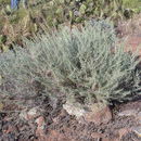 Imagem de Artemisia californica Less.