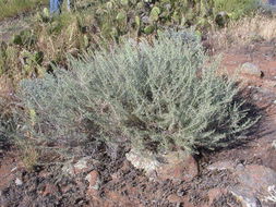 Image of coastal sagebrush