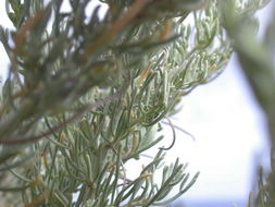 Image of coastal sagebrush