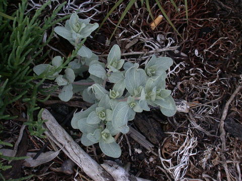 Image of beach saltbush