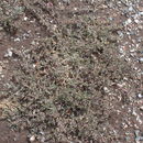 Image of Davidson's Saltbush