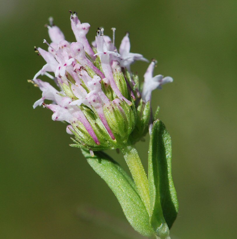 Plancia ëd <i>Plectritis ciliosa</i>