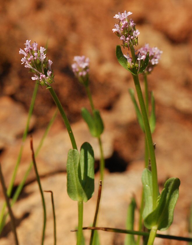 Plancia ëd <i>Plectritis ciliosa</i>