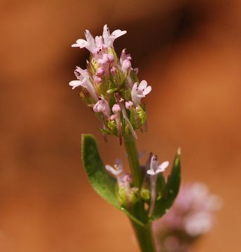 Plancia ëd <i>Plectritis ciliosa</i>