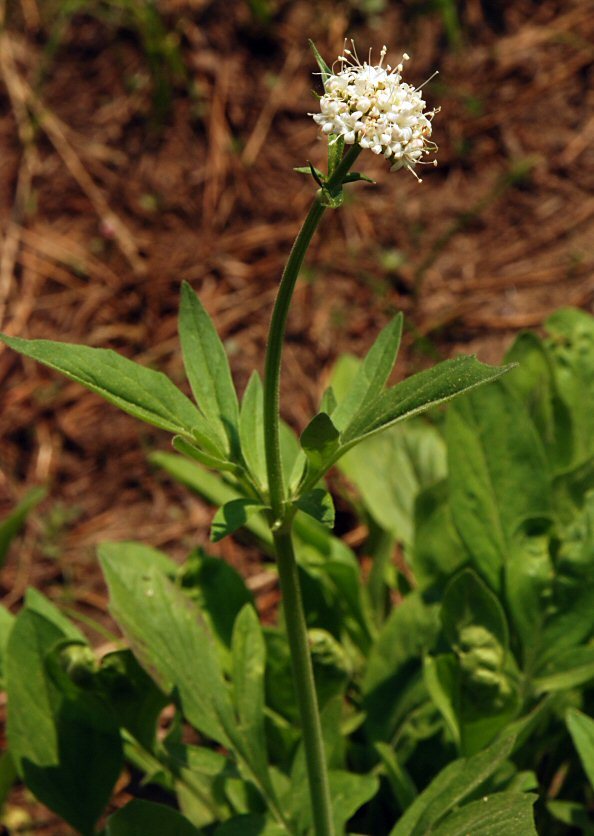 Image of California valerian