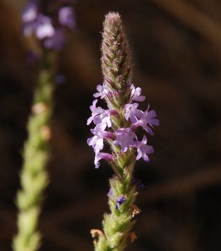 Image de Verbena lasiostachys Link