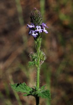 Image of western vervain