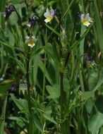 Слика од Viola arvensis Murray