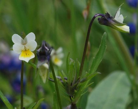 Image of Field Pansy