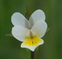 Слика од Viola arvensis Murray