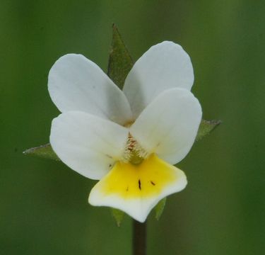 Image of Field Pansy