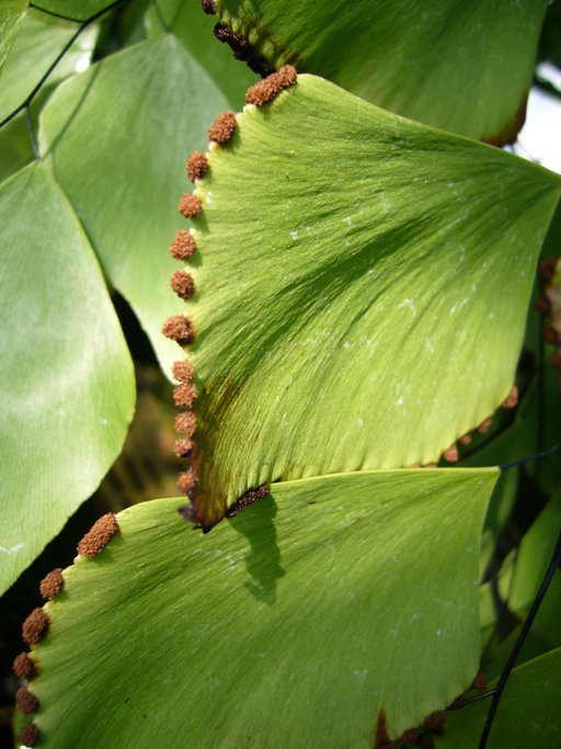 Sivun Adiantum peruvianum Kl. kuva
