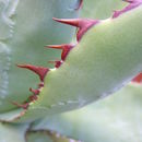 Image of Agave guadalajarana Trel.