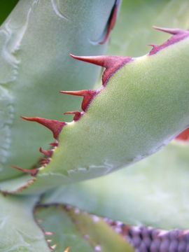 Imagem de Agave guadalajarana Trel.