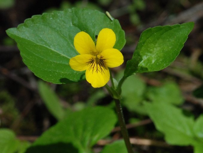 Image of Pioneer Violet