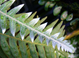 Image of <i>Polypodium rosei</i>