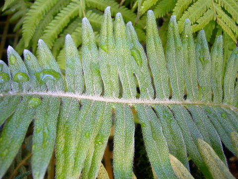 Image of <i>Polypodium pyrrholepis</i>