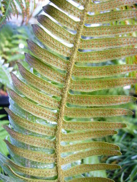 <i>Polypodium pyrrholepis</i>的圖片