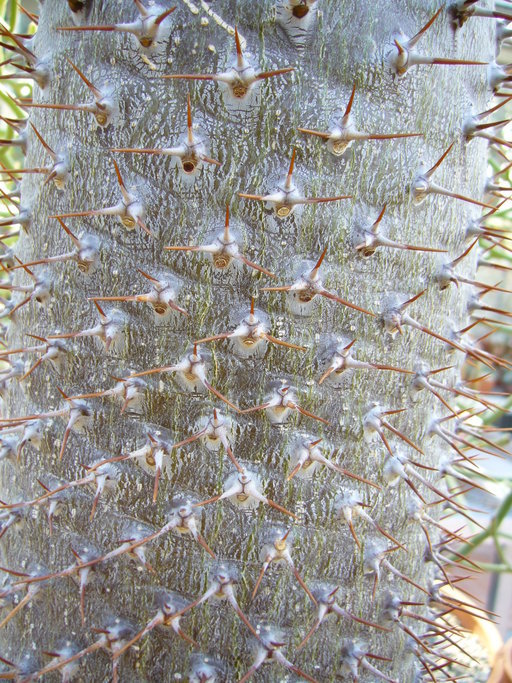 Image de Pachypodium lamerei Drake