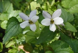 صورة Viola ocellata Torr. & Gray