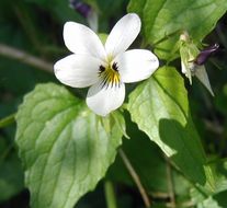 صورة Viola ocellata Torr. & Gray