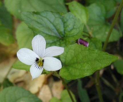 صورة Viola ocellata Torr. & Gray