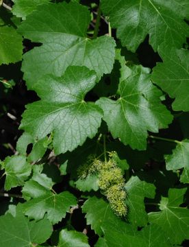 Image of California wild grape