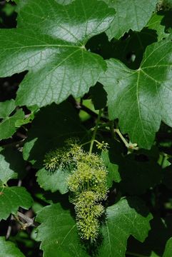 Image of California wild grape