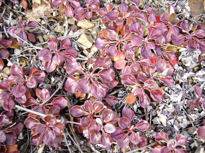 Image of Bear Valley buckwheat