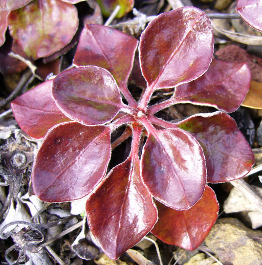 Image of Bear Valley buckwheat