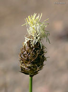 Image of Brewer's sedge