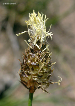 Image of Brewer's sedge